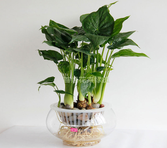 寻找北仑绿植租赁?轻松营造舒适办公环境><div class=